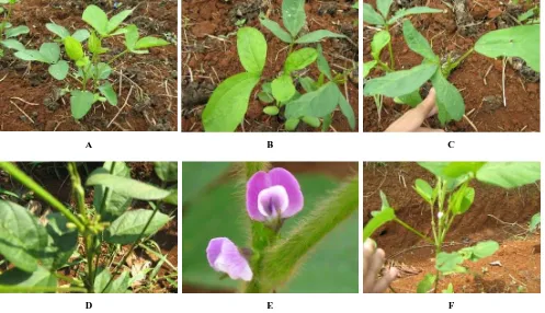 Figure 1. Growth abnormality of Argomulyo variety which is caused by the gamma ray irradiation: A