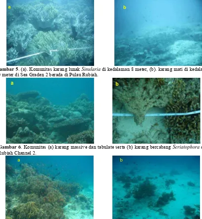 Gambar 5. (a). Komunitas karang lunak Sinularia di kedalaman 8 meter, (b). karang mati di kedalaman 20 meter di Sea Graden 2 berada di Pulau Rubiah