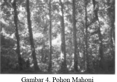 Gambar 4. Pohon Mahoni 