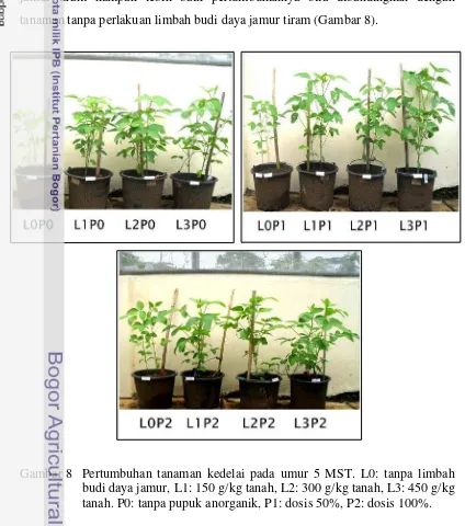 Gambar 8   Pertumbuhan tanaman kedelai pada umur 5 MST. L0: tanpa limbah budi daya jamur, L1: 150 g/kg tanah, L2: 300 g/kg tanah, L3: 450 g/kg tanah