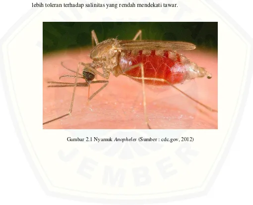 Gambar 2.1 Nyamuk Anopheles (Sumber : cdc.gov, 2012) 