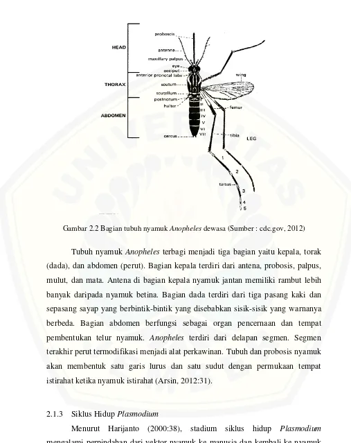 Gambar 2.2 Bagian tubuh nyamuk Anopheles dewasa (Sumber : cdc.gov, 2012) 