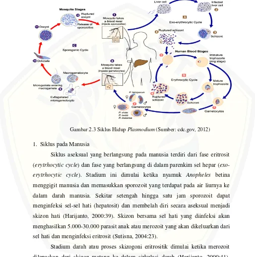 Gambar 2.3 Siklus Hidup Plasmodium (Sumber: cdc.gov, 2012) 