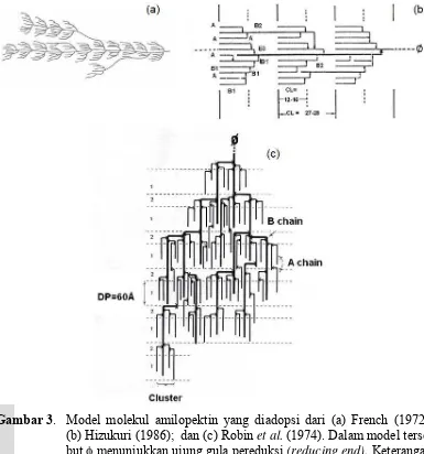 Gambar 3. Model molekul amilopektin yang diadopsi dari (a) French (1972); (b) Hizukuri (1986);  dan (c) Robin et al