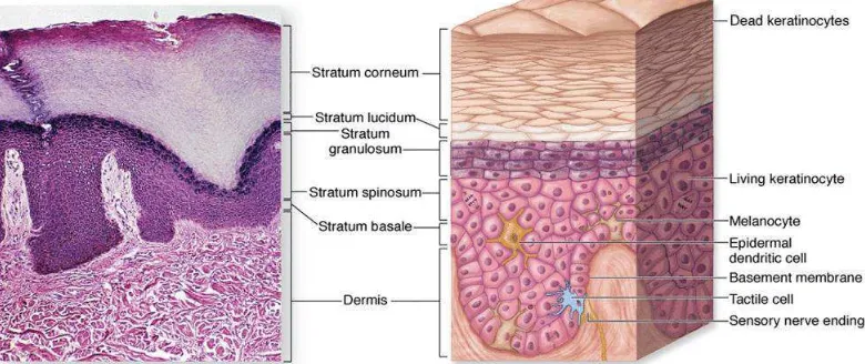 Gambar 2.1. Histologi kulit 