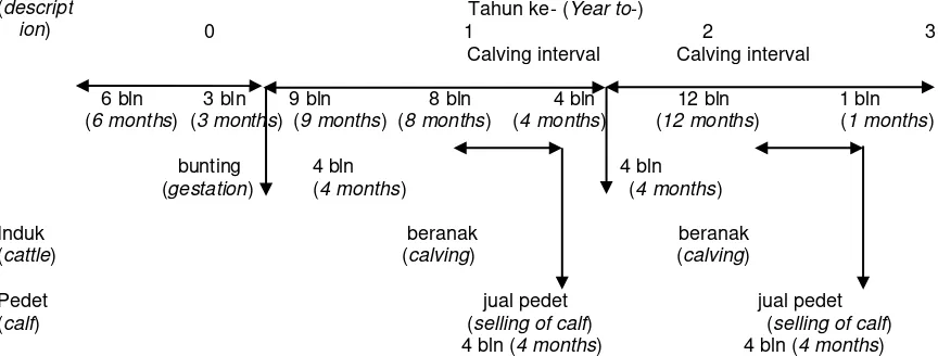 Gambar 1. Proyeksi usaha pembibitan sapi potong Peranakan Limousin (projection of a beef cattle breeding of Crossbred Limousin)