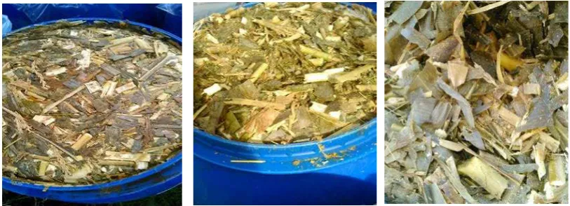 Figure 1. Silage samples 