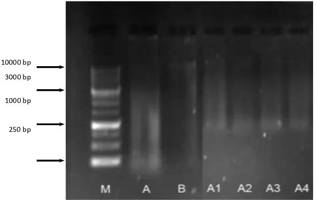 Figure 2. Visualization of duplex-PCR on 1.5% agarose gels. Marker Ladder (M), 100% chicken (A), 100% of pork (B), A1 to A4 were chicken meat sample contaminated by pork:  75%: 25% (A1), 90%: 10% (A2), 95%: 5% (A3) and 99%: 1% (A4)