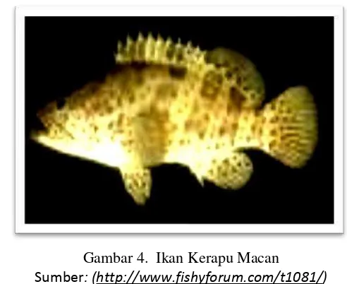 Gambar 4.  Ikan Kerapu Macan 
