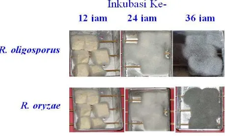 Gambar 2. Penampakan Pizi R. oligosporus dan R. oryzae selama inkubasi  