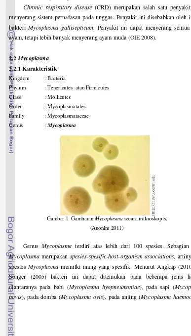 Gambar 1  Gambaran Mycoplasma secara mikroskopis. 