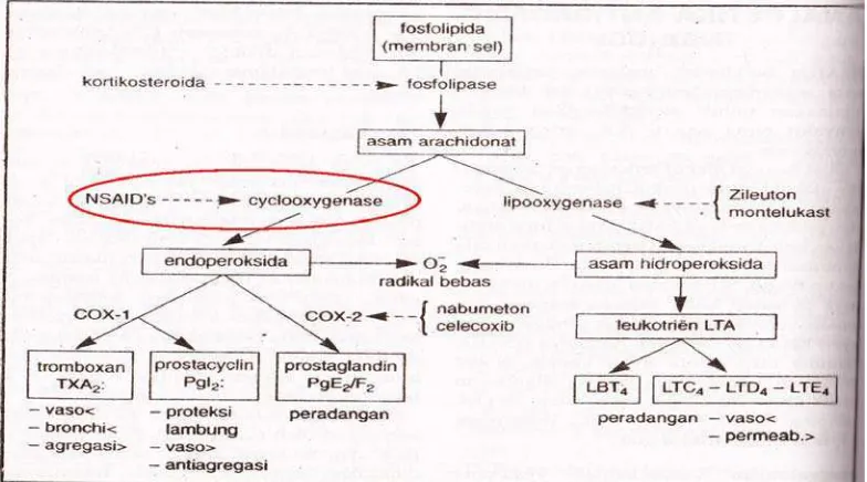 Gambar 2.5 Diagram Perombakan Asam Arachidonat (Tan dan Rahardja, 2002). 
