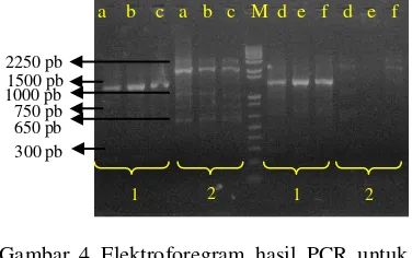 Gambar 4 Elektroforegram hasil PCR untuk 