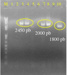 Gambar 8 Elektroforegram PCR koloni.  