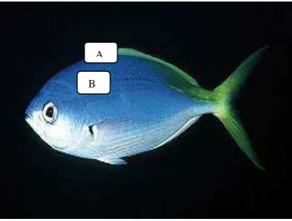 Figure 1. Caesio cuning  (Bloch 1791) (A) scale below dorsal fins (B) scale from lateral line position (Photo courtesy of John Randall http://reefkeeping.com/issues/2005-01) 