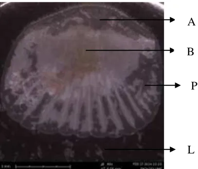Figure 5 . Posteriot parts of scale below dorsal fins Cuning Fish 