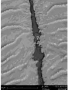Figure 8 . Lepidont interrupted tranversal radii of scale below dorsal fins of the Cuning Fish 