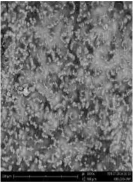 Figure 13 . Ctenii as part of anterior of the scale in  Lateral Line Position.  