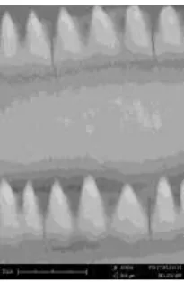 Figure 16. Mucous Pore of Scale on Lateral Line Position (5000 x)  