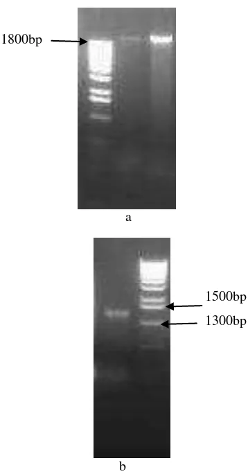 Gambar 3 Elektroforesis gel agarosel ekstrak DNA genom (a), produk PCR 16S rDNA bakteri merah (b)