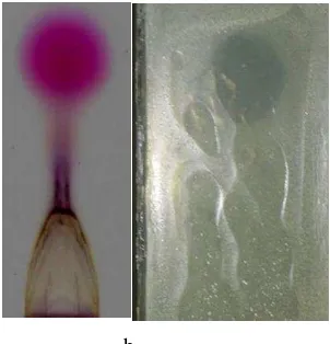 Gambar 7 Daya hambat prodigiosin terhadap berdasarkan pengujian metode cawan petri (a) dan bioluminator pada lapis tipis silika gel (b)