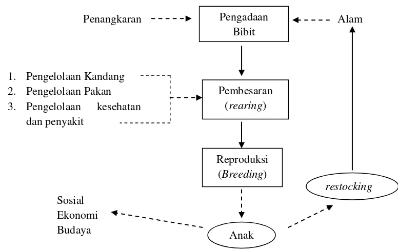 Gambar 1  Rangkaian tindakan pengelolaan (management) satwaliar dalam 