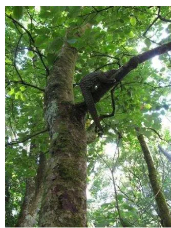 Gambar 3 Aktivitas trenggiling di atas pohon (sumber: http://www.ksda-