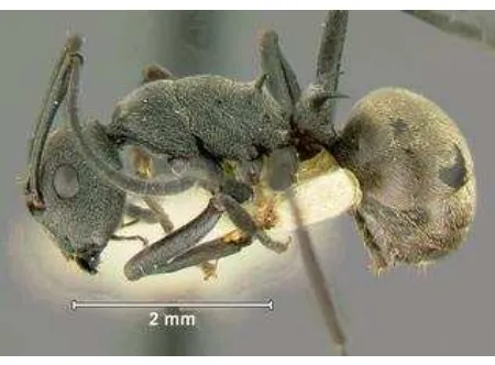 Gambar 4  Weaver ants (Polyrhachis dive) yang disukai oleh Manis pentadactyla 