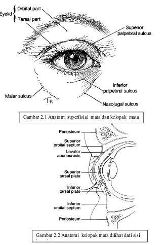 Gambar 2.1 Anatomi superfisial  mata dan kelopak  mata 