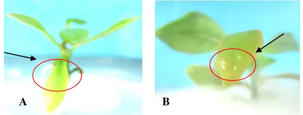 Gambar 1  Gejala awal klorosis dengan (A) inokulum P. citrophthora (B) 