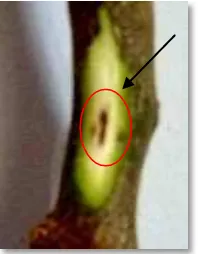 Gambar 2  Gejala lanjut Nekrosis dengan (A) Inokulum P.citrophthora (B) 