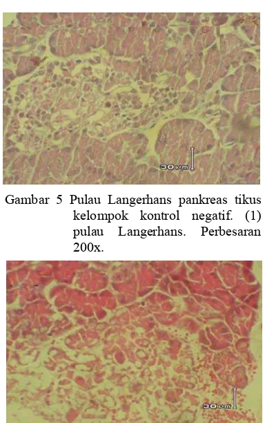 Gambar 4 Acinus pankreas tikus kelompok 