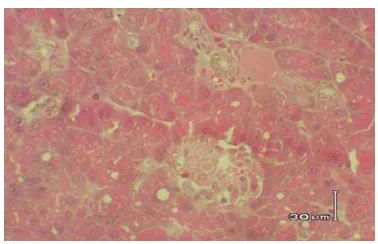 Gambar 10 Acinus pankreas tikus kelompok fraksi air dari ekstrak etanol buah makasar dosis 0.25 mg/kg BB
