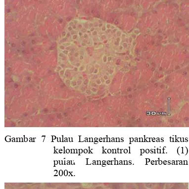 Gambar 7 Pulau Langerhans pankreas tikus 