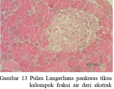 Gambar 11 Pulau Langerhans pankreas tikus 