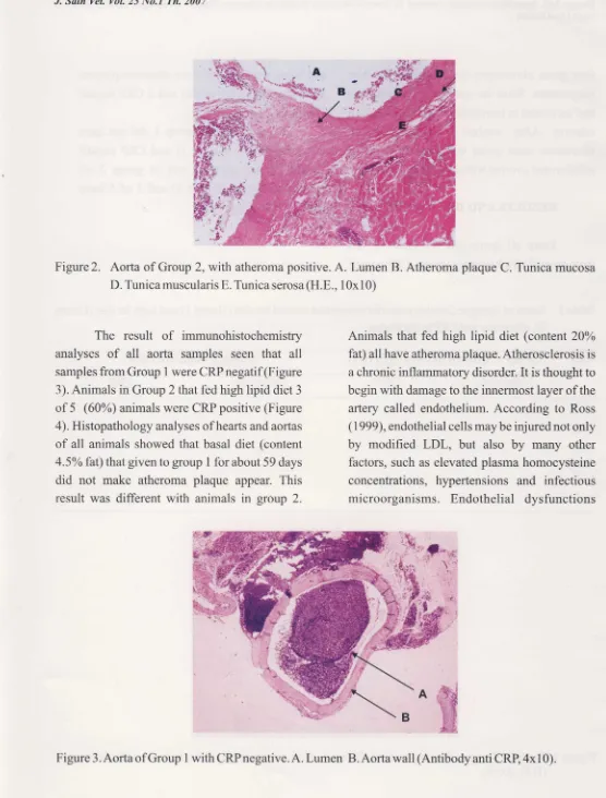 Figure 2. Aorta of Group 2, wrth atheroma positive. A. Lumen B. Atheroma plaque C. Tunica mucosa