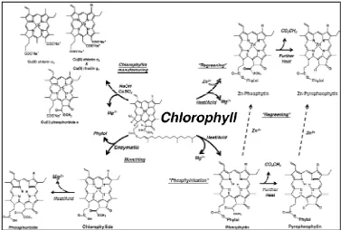 Gambar 1 Struktur kimia klorofil beserta turunannya (Ferruzzi & Blakeslee 2006)