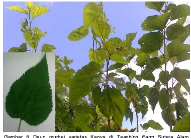 Gambar 5 Daun murbei varietas Kanva di Teaching Farm Sutera Alam, University Fam IPB
