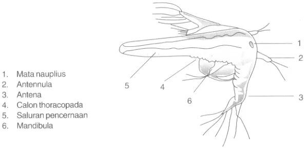 Gambar 3. Morfologi Nauplius Artemia (Isnansetyo, 1995)