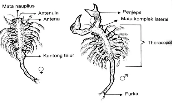 Gambar 4. Morfologi Artemia Dewasa (Isnansetyo, 1995)