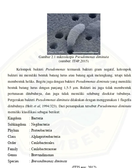 Gambar 2.1 mikroskopis  Pseudomonas diminuta 