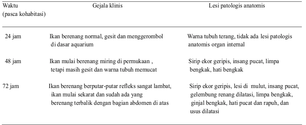 Tabel 1. Pengamatan gejala klinis dan lesi patologis  ikan kerapu yang diinfeksi virus penyebab VNN