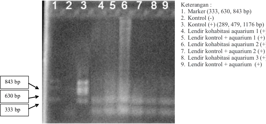 Gambar 4.  Hasil pemeriksaan RT-PCR lendir ikan kerapu macan jam ke-24, 48 dan 72 pasca infeksi VNN