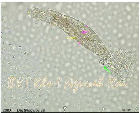 Gambar 1. Lesi patologis anatomis pada insang ikan (Ephinephelus sp.) yang terinfestasi Dactylogyrus sp