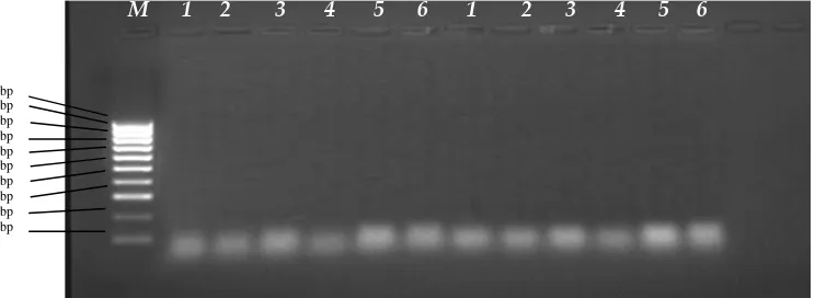 Gambar 2. Elektroforegram amplifikasi 6 DNA Bawang merah dengan primer OPA-19 dan OPA-20
