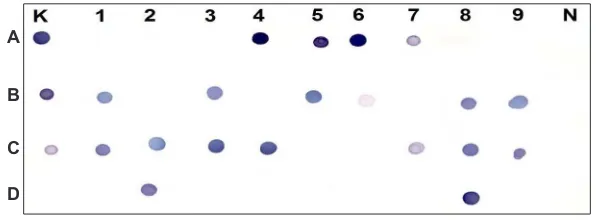 Gambar 1.Deteksi Toxoplasma gondii pada sampel DNA ayam buras berasal dari 9 kabupaten di Bali menggunakan Probe Sag-1 konsentrasi 6,72 pg/µl dengan metode  Hibridisasi Dot Blot