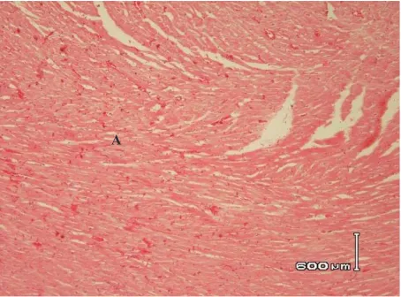 Gambar 2. Histopatologi jantung tikus menunjukkan gambaran normal   struktur miokardium (A) (HE, 100x )1