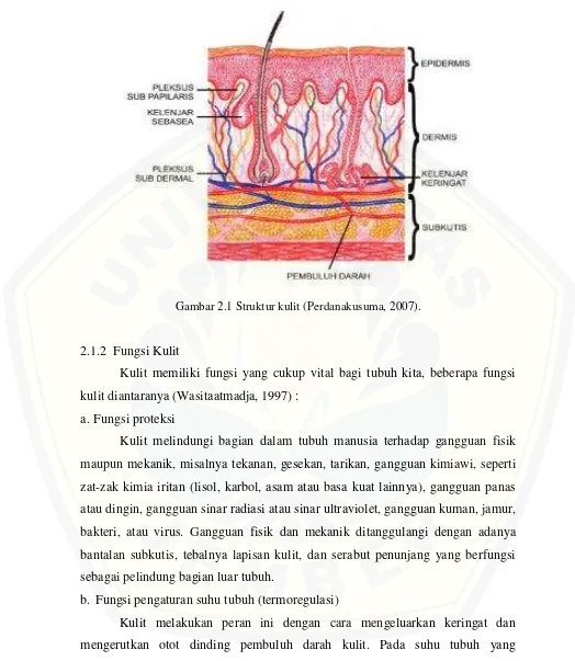 Gambar 2.1 Struktur kulit (Perdanakusuma, 2007). 