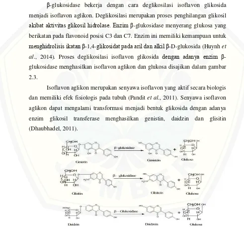Gambar 2.3 Biotransformasi isoflavon glikosida menjadi isoflavon aglikon (Pandit et al., 2011) 