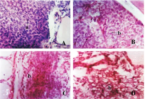 Gambar 1. A. Histopatologis kelenjar paratiroid tikus kelompok A terlihat  (a) sel prinsipal kompak, tidak ada vakuola (Hematoksilin dan eosin, 400x.).